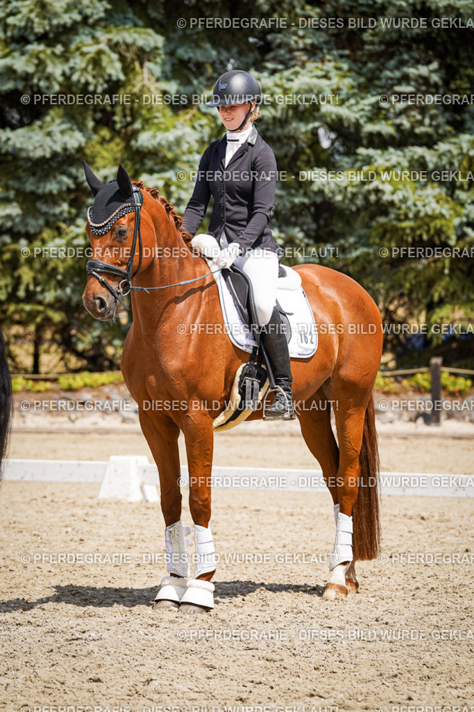 DSC01730 | Pferdegrafie