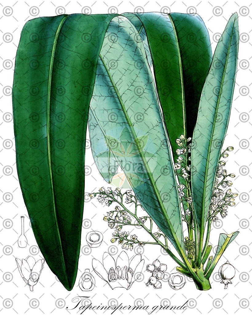 HistAbb_wfo-0000409535_1_ENZY_Simple | Historische Abbildung von Tapeinosperma grande - Primulaceae | Historical Illustration of Tapeinosperma grande - Primulaceae