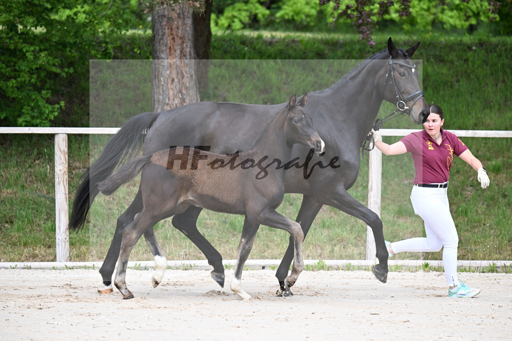 Kat-Nr. 1 HF Secret x San Muscadet_Holmer-Rattenhuber_24260017 | hf-fotografie - Realisiert mit Pictrs.com