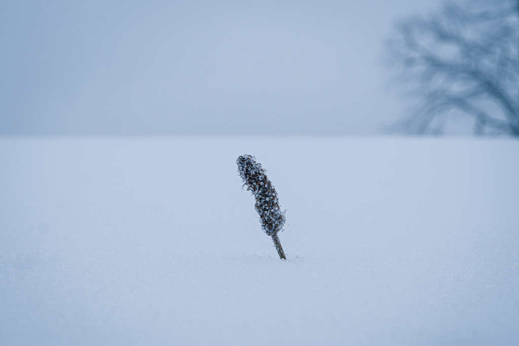 Winterliche Stimmung am Morgen auf der Challhöchi | Schöne Fotografien aus der Stadt und der Natur zum bestellen oder selber hochladen. Druck auf Foto, Postkarte, Kalender, FineArt Hahnemühle, Alu-Dibond , Akustikbilder zur Absorption von Schall und Lärm etc. - Realisiert mit Pictrs.com