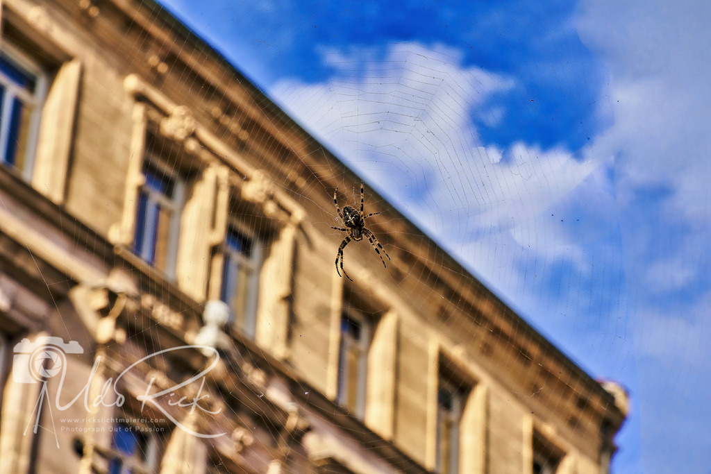 Gartenkreuzspinne_in_der_Stadt | Entdecken Sie Fotografie aus Leidenschaft: Auftragsfotografie, HD-Fotos, Geschenkartikel aus Ihren Bildern und vieles mehr. Beauftragen Sie uns für besondere Momente!