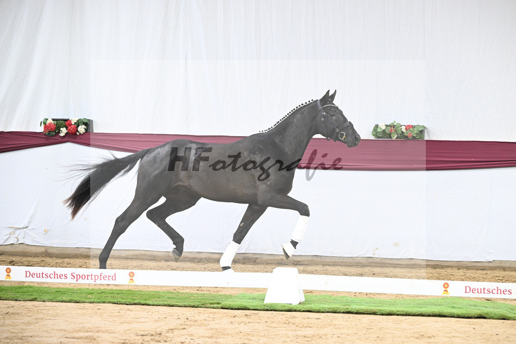 Kat-Nr. 29 Zackerey x L Espoir_Gestuet Greim_47253576 | hf-fotografie - Realisiert mit Pictrs.com