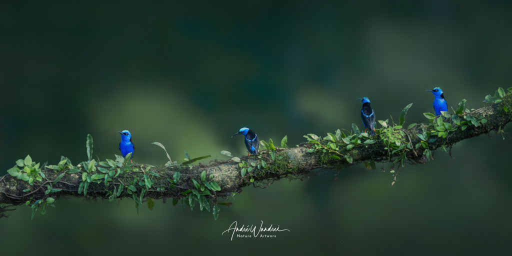 Türkisnaschvögel (2:1 Panorama) | Andre Wandrei - Nature Artworx - Realisiert mit Pictrs.com