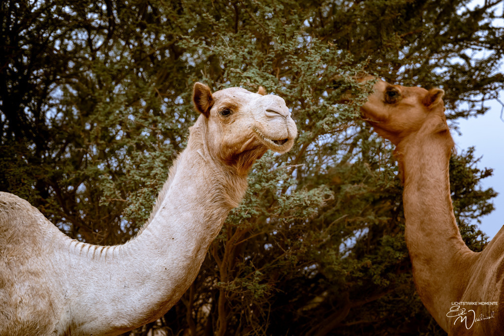 Dromedare irgendwo im Nirgendwo, zwischen Sur und Bidiyya, Oman | Herzlich willkommen auf meiner Seite! Ich bin Elke Wallnisch, Deine Fotografin für lichtstarke Momente. Der Name steht für alles, was mich mit der Fotografie verbindet: Das Licht und seine machtvolle Wirkung auf eine Situation oder unsere Stimmung - Realisiert mit Pictrs.com