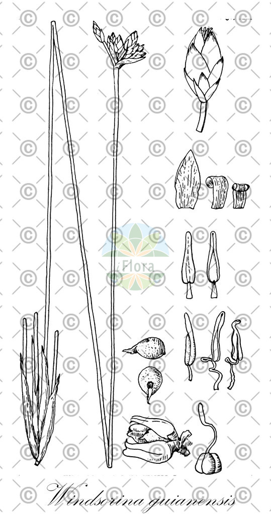 HistAbb_wfo-0001032779_1_ENZY_Simple | Historische Abbildung von Windsorina guianensis - Rapateaceae | Historical Illustration of Windsorina guianensis - Rapateaceae