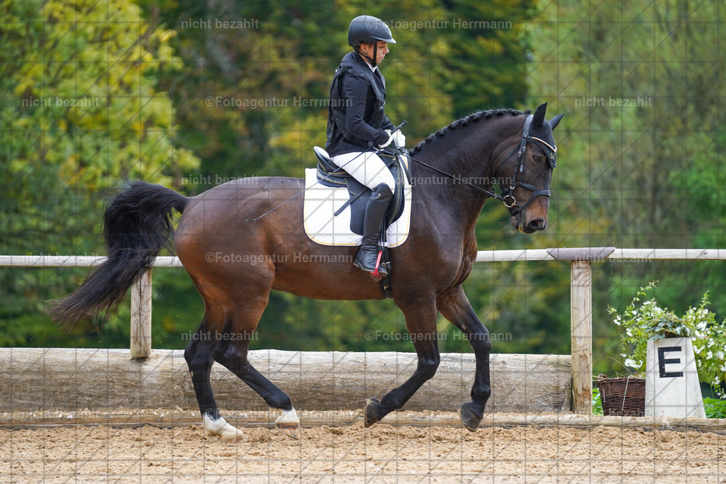 20221008-FAH01113 | Diessen am Ammersee, 2022, Dressur- und Springturnier, Reitsportbilder, Turnierfotografen Bayern, Pferdefotografen, Fotoagentur Herrmann, Turnierbilder