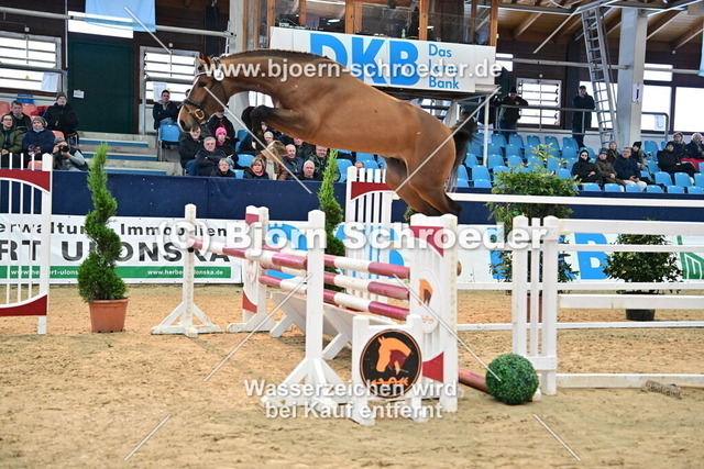42_Luigi D_Eclipse - Carembar de Muze_967_3878 | Björn Schroeder Pferdefotografie