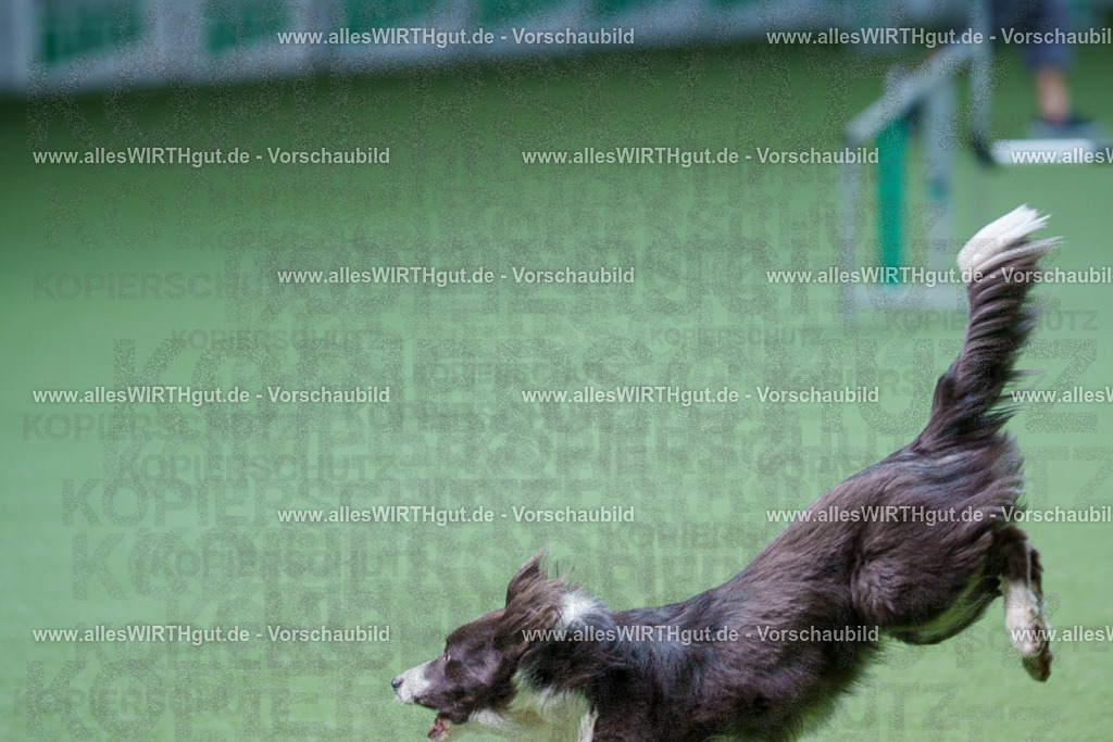 @allesWIRTHgut_Tierfotografie - www.allesWIRTHgut.de - 2604251241-7R502499 | Professionelle Tierfotografie in Mönchengladbach von Daniel Wirth (allesWIRTHgut). Liebevolle & natürliche Bilder von Hunden & Katzen für unvergessliche Erinnerungen.