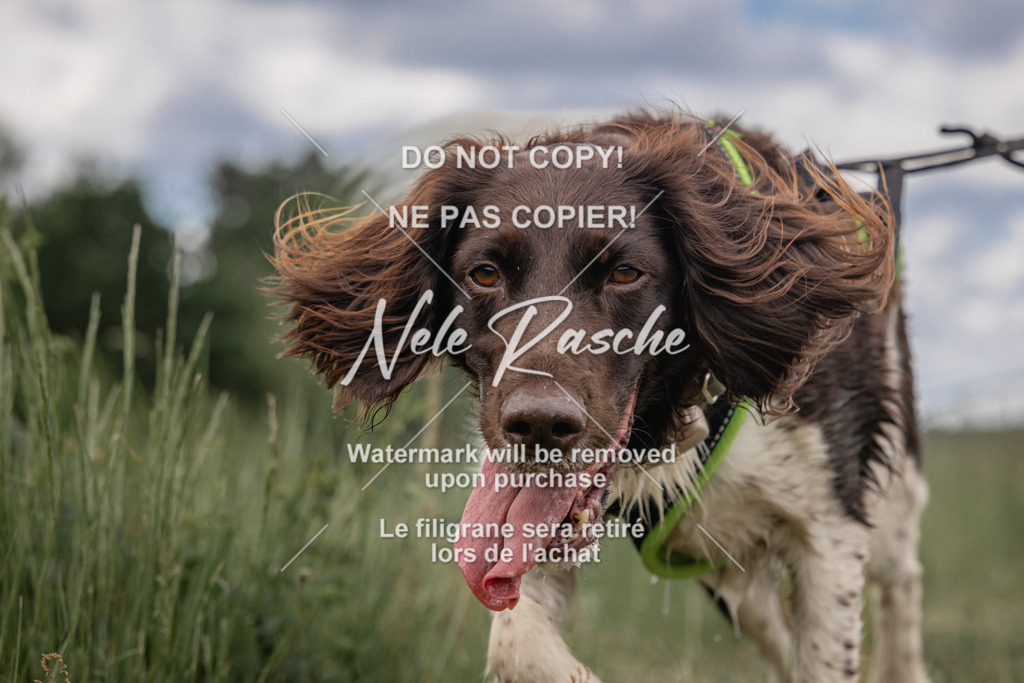 nelerasche_BuHu2026_SaCC1100-1200_72 | nelerasche