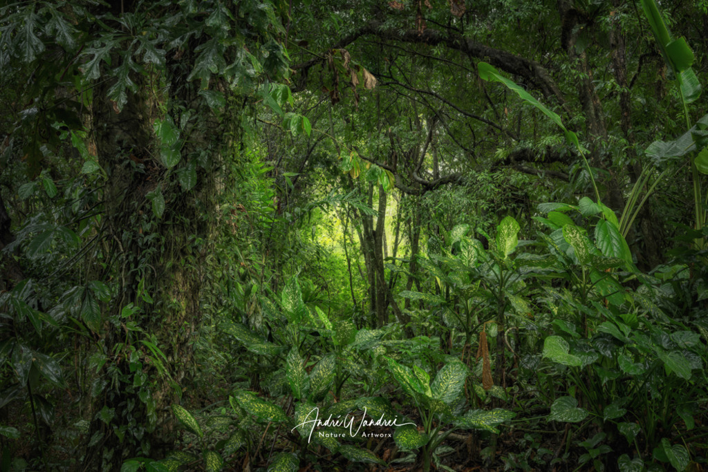 Die grüne Hölle | Andre Wandrei - Nature Artworx - Realisiert mit Pictrs.com