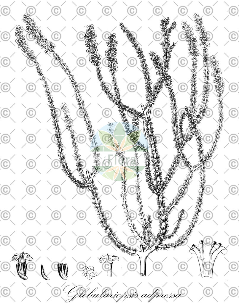 HistAbb_wfo-0000973255_1_ENZY_Simple | Historische Abbildung von Globulariopsis adpressa - Scrophulariaceae | Historical Illustration of Globulariopsis adpressa - Scrophulariaceae