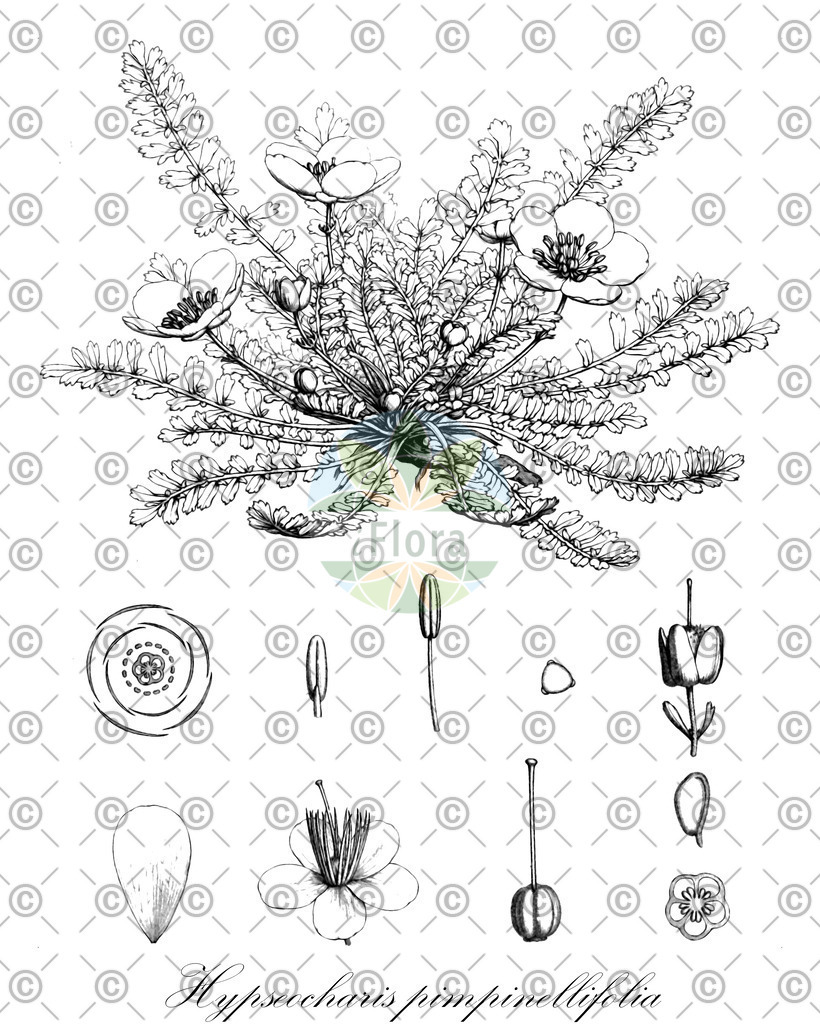 HistAbb_wfo-0000728720_1_ENZY_Simple | Historische Abbildung von Hypseocharis pimpinellifolia - Geraniaceae | Historical Illustration of Hypseocharis pimpinellifolia - Geraniaceae
