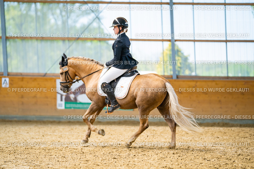 DSC09272 | Pferdegrafie