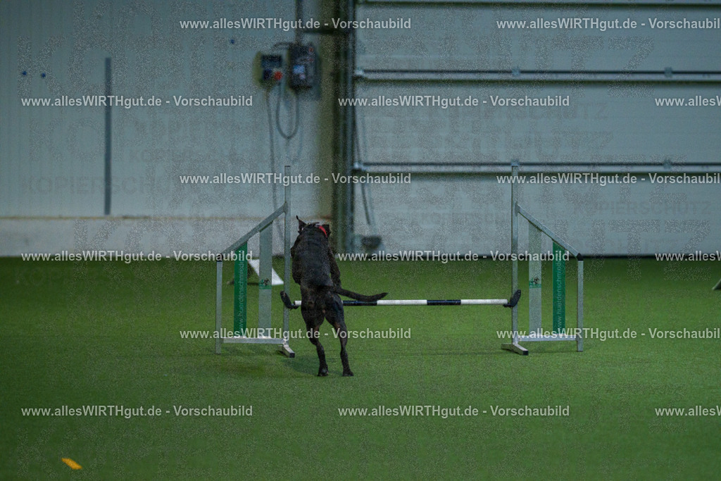 7R503237 | Professionelle Tierfotografie in Mönchengladbach von Daniel Wirth (allesWIRTHgut). Liebevolle & natürliche Bilder von Hunden & Katzen für unvergessliche Erinnerungen.