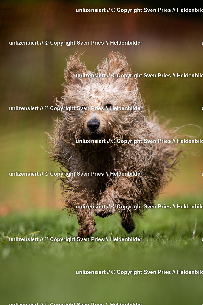 Sven Pries | 2024-04-21 - Hunderennen Baden-Oos
Foto: Sven Pries - Realisiert mit Pictrs.com