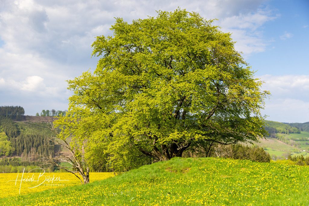 Alte Buche im Frühling | Alte Buche im Frühling - Realisiert mit Pictrs.com