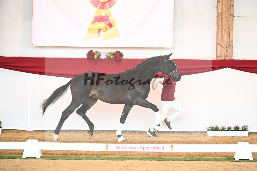 Kat-Nr. 44 Quaterback x Desperados_Ullmann_43230456 | hf-fotografie - Realisiert mit Pictrs.com
