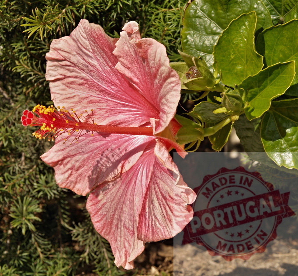 Delicate pink hibiscus flower blooming in a garden | Close-up of pink hibiscus flower with prominent stamen and pistil, showcasing the beauty of nature in a garden setting - Realized with Pictrs.com