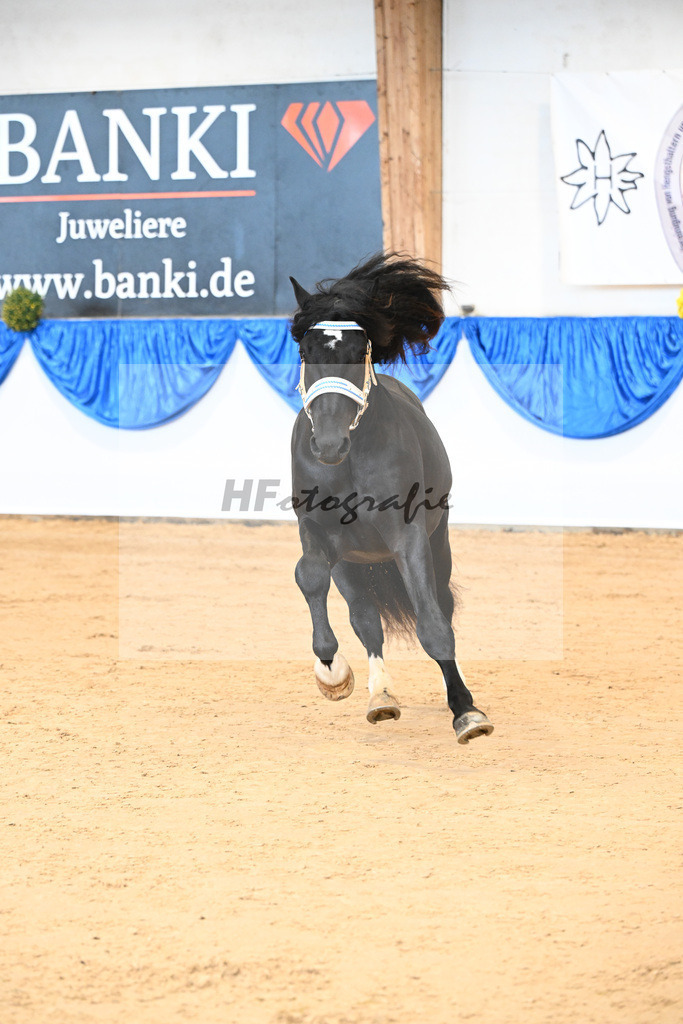 Kat-Nr. 2 nn v. Robin_Birkholz_39251007 | hf-fotografie - Realizzato con Pictrs.com