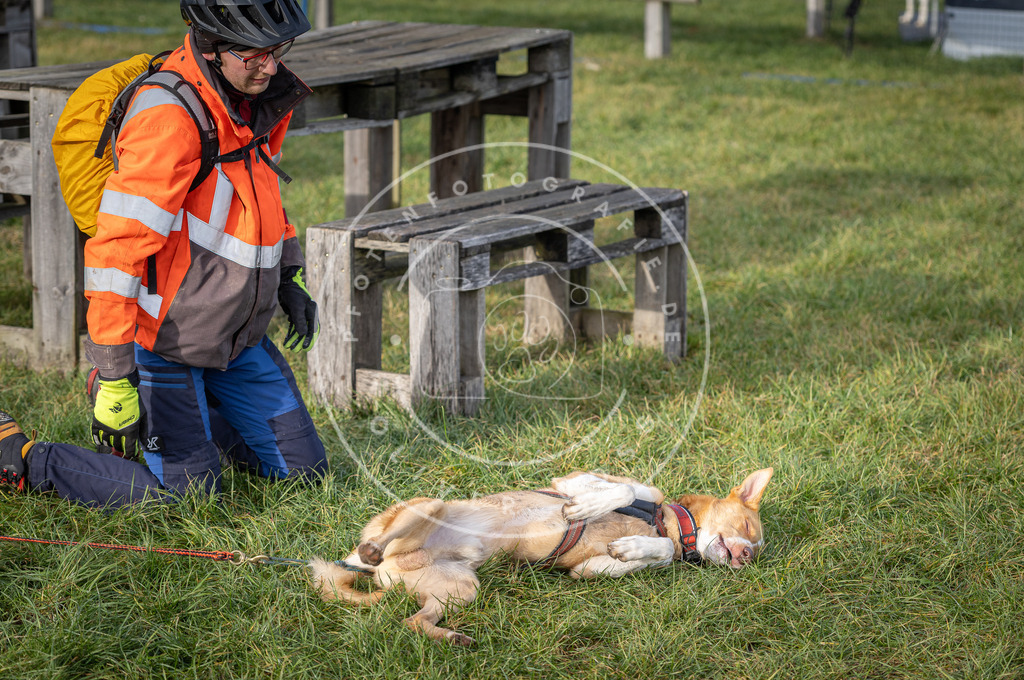 Pfotenfotografie_DV3A6753 | Hundefotografie, Tierfotograf, Pfotenfotografie, Fotoshooting Hund, Hunde Portrait, Hundesport, Hundeportraits, Heideshooting, Hunde, Sportfotograf, Hundefotograf, Turnierhundsport, THS,  - Realisiert mit Pictrs.com