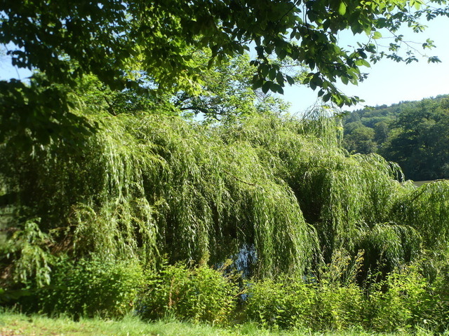 Trauerweide | Verkauf von Fotos und  Videoclips zumThema Natur.Motive sind Pflanzen, Tiere, Landschaftenund Wetter - Realisiert mit Pictrs.com
