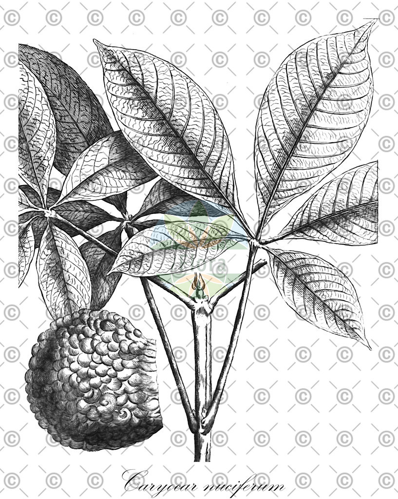 HistAbb_wfo-0000808268_2_ENZY_Simple | Historische Abbildung von Caryocar nuciferum - Caryocaraceae | Historical Illustration of Caryocar nuciferum - Caryocaraceae