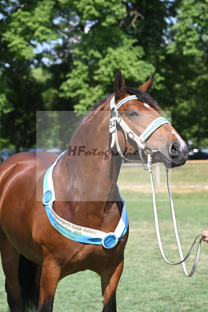 Kat-Nr. 52 Goldy_Weyer_20231448 | hf-fotografie - Realisiert mit Pictrs.com