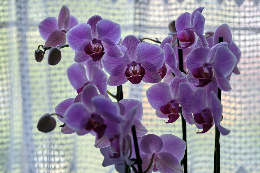 lila farbige Orchidee vor dem Küchenfenster | Austria - May 08, 2021: lila farbige Orchidee vor dem Küchenfenster. - Realisiert mit Pictrs.com