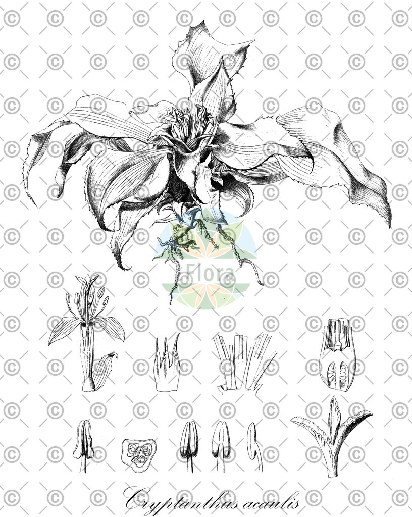 HistAbb_wfo-0000933091_1_ENZY_Simple | Historische Abbildung von Cryptanthus acaulis - Bromeliaceae | Historical Illustration of Cryptanthus acaulis - Bromeliaceae