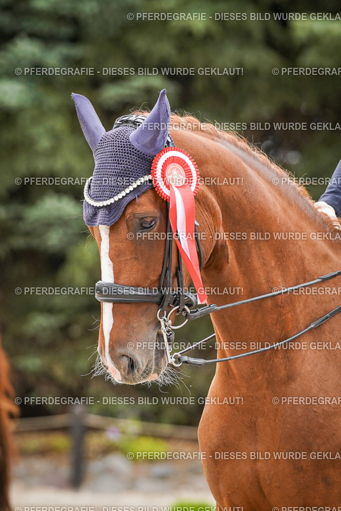 DSC08097 | Pferdegrafie