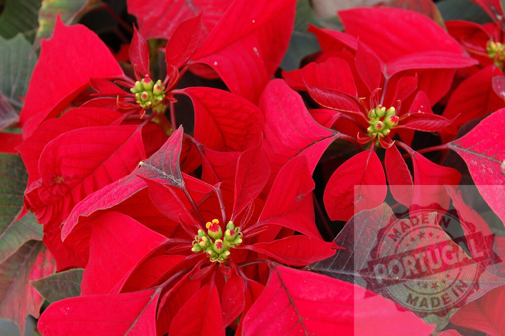 Vibrant Red Poinsettia Flowers Creating Festive Christmas Atmosphere | Close-up of vibrant red poinsettia flowers, symbolizing the festive spirit of Christmas - Realized with Pictrs.com