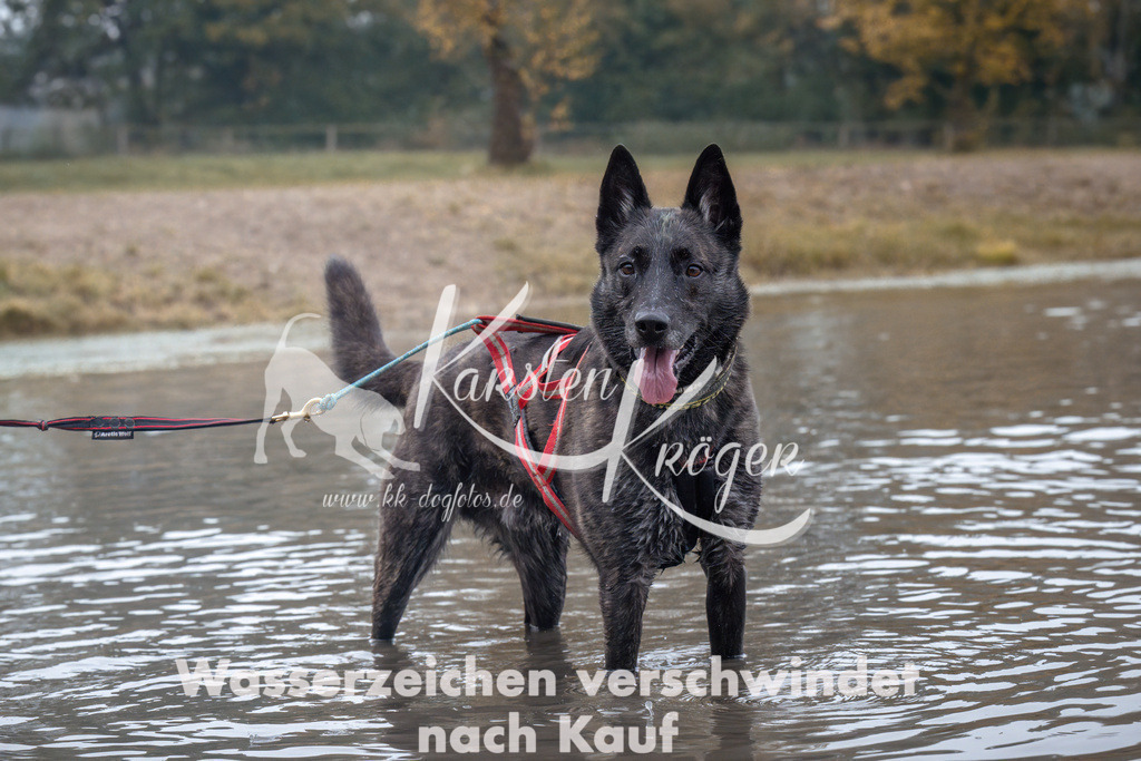 0909_ZZ94520 | kk-dogfotos