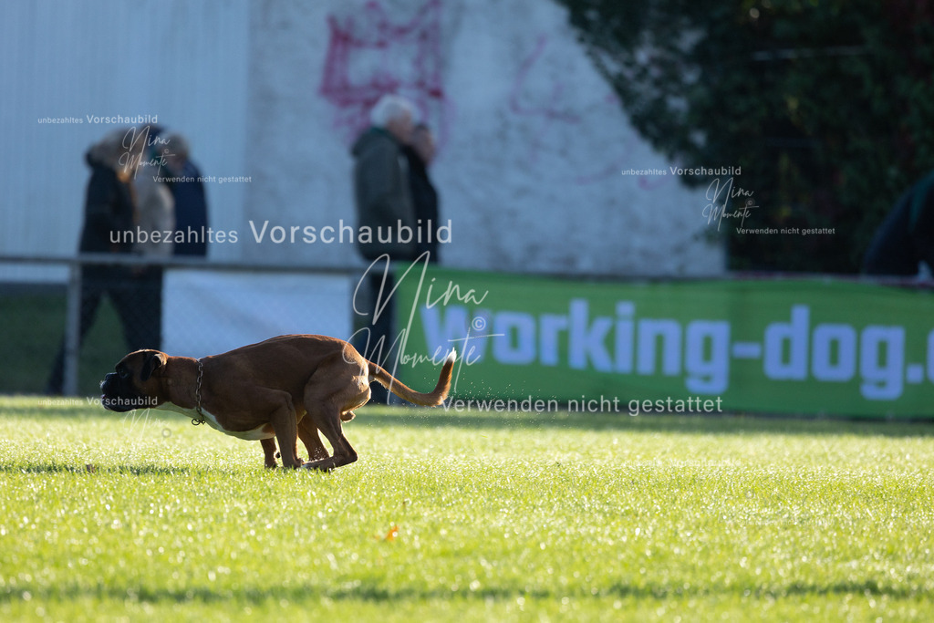 _16A6204 | Einzigartige Fotos von Hunden & Menschen –Actionfotos, Portraits, Vereinsaufnahmen & Paarshootings – authentisch, lebendig & mit Herz.
