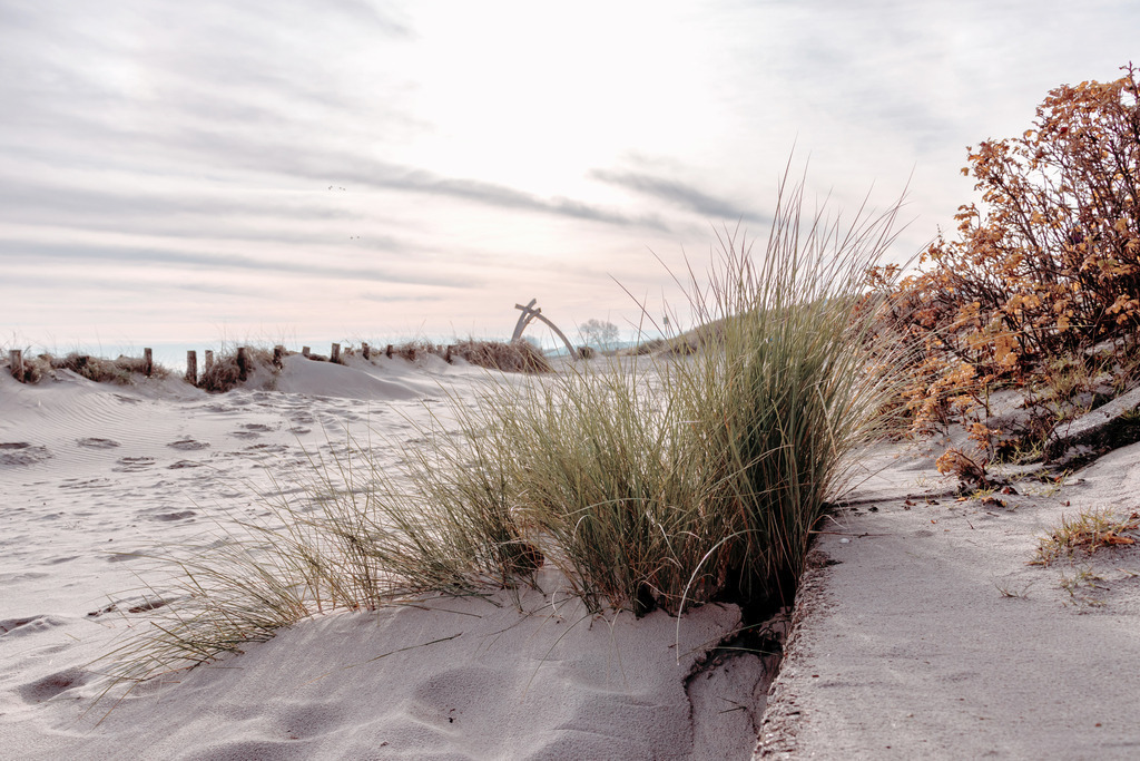 Wandbild: Strandgras in schöner Morgenstimmung | Dieses Wandbild im Querformat zeigt einen schönen Sandstrand am Morgen. Im Vordergrund wachst Strandgras im Sand. Das Wandbild bringt einen schönen Sandton ein, der eine wohnliche Wirkung hat. Sie möchten Ihre Wände dezent aber stilvoll und elegant dekorieren? Dann holen Sie sich dieses maritime Wandbild. Es ist auf Leinwand, Aluminium-Platte, Acrylglas oder als Holzdruck erhältlich. Die Wandbilder werden individuell für Sie in vielen Abmessungen produziert. Daher passen die Ostseekult Wandbilder immer perfekt an Ihre Wände. - Realisiert mit Pictrs.com