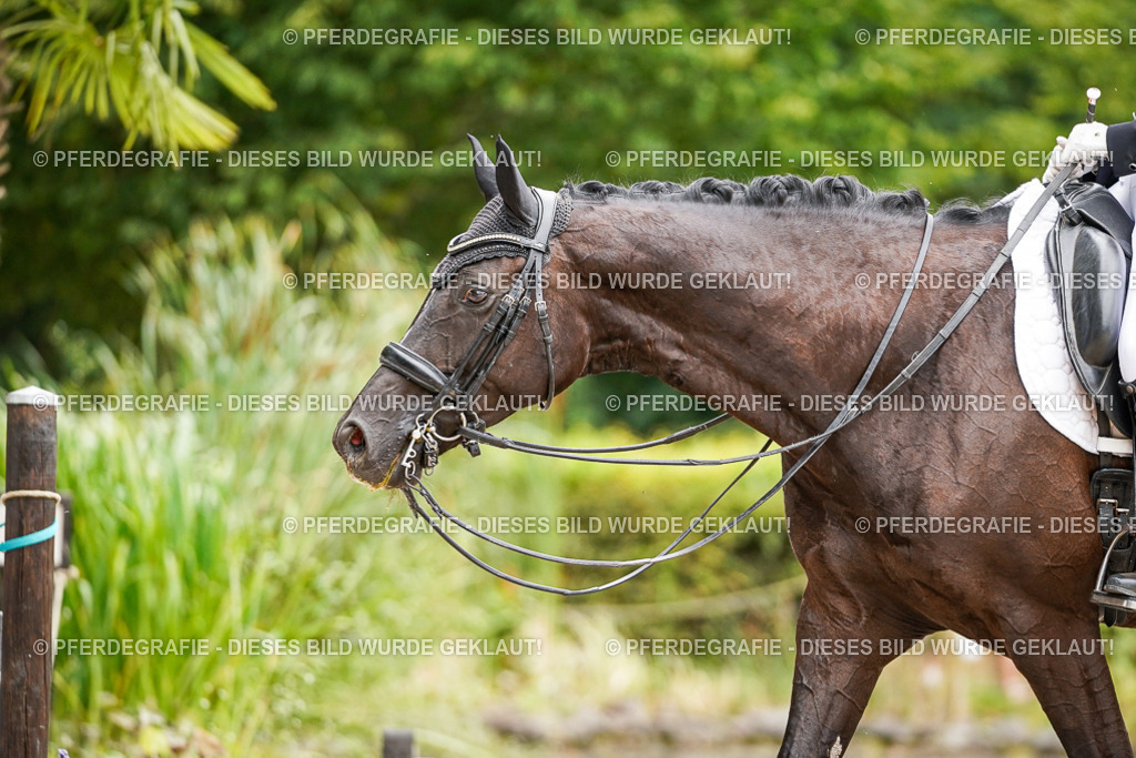 DSC07171 | Pferdegrafie