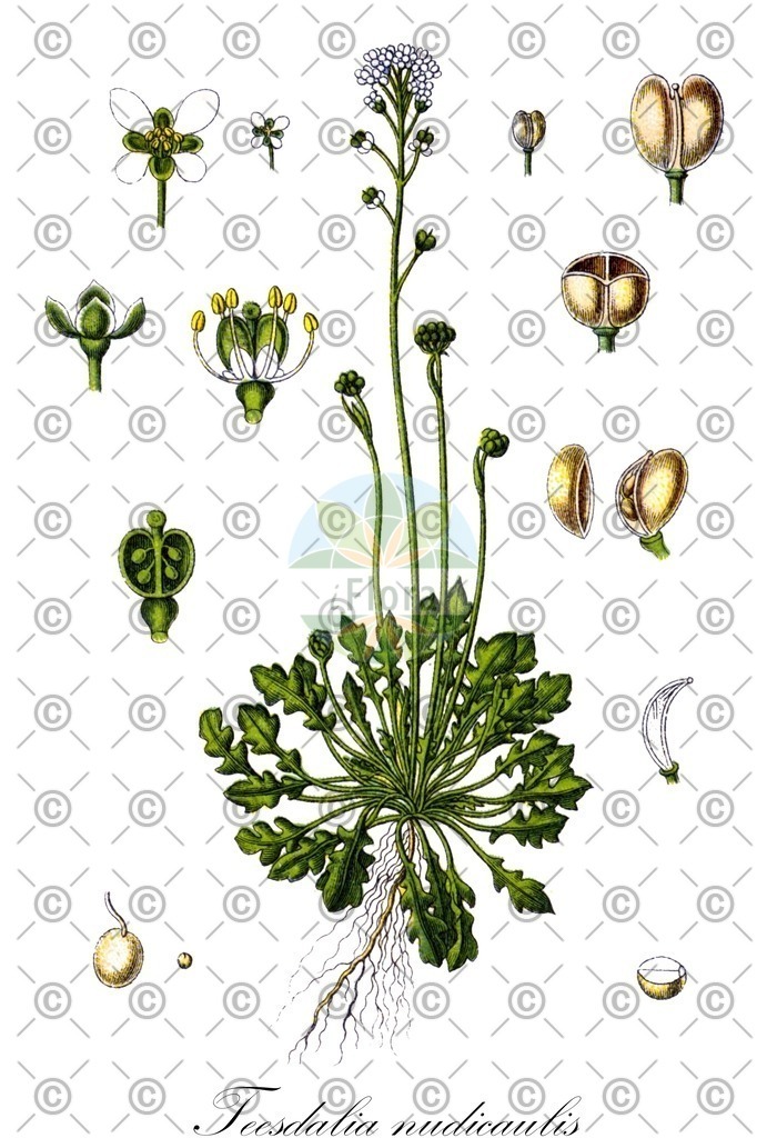 HistAbb_wfo-0001212999_1_ENZY_Simple | Historische Abbildung von Teesdalia nudicaulis - Brassicaceae (Bauernsenf;Kahler Bauernsenf;Rahle) | Historical Illustration of Teesdalia nudicaulis - Brassicaceae (shepherd's cress;shepherd's-cress)