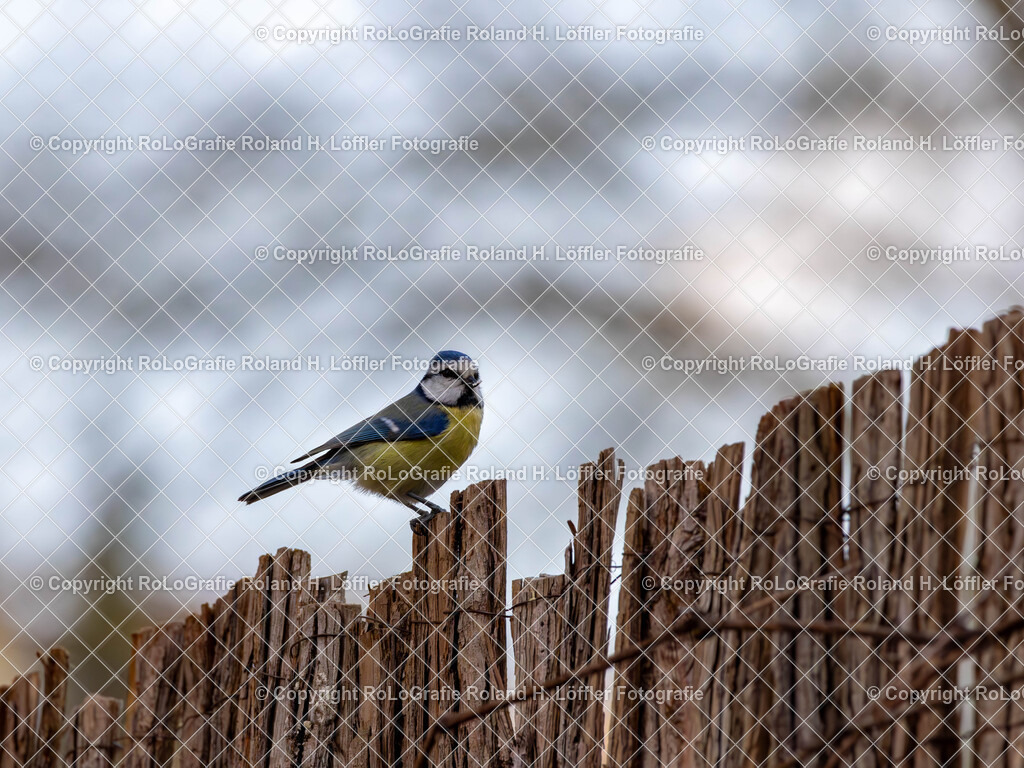 20240411_Vögel_RoLoGrafie-18 | Vogel im heimischen Garten - Realisiert mit Pictrs.com