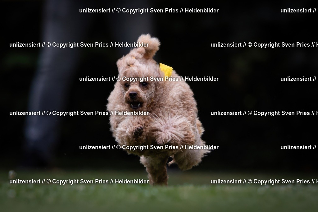 Sven Pries | 19. Allgemeines Hunderennen Karlsruhe Durlach - Realisiert mit Pictrs.com