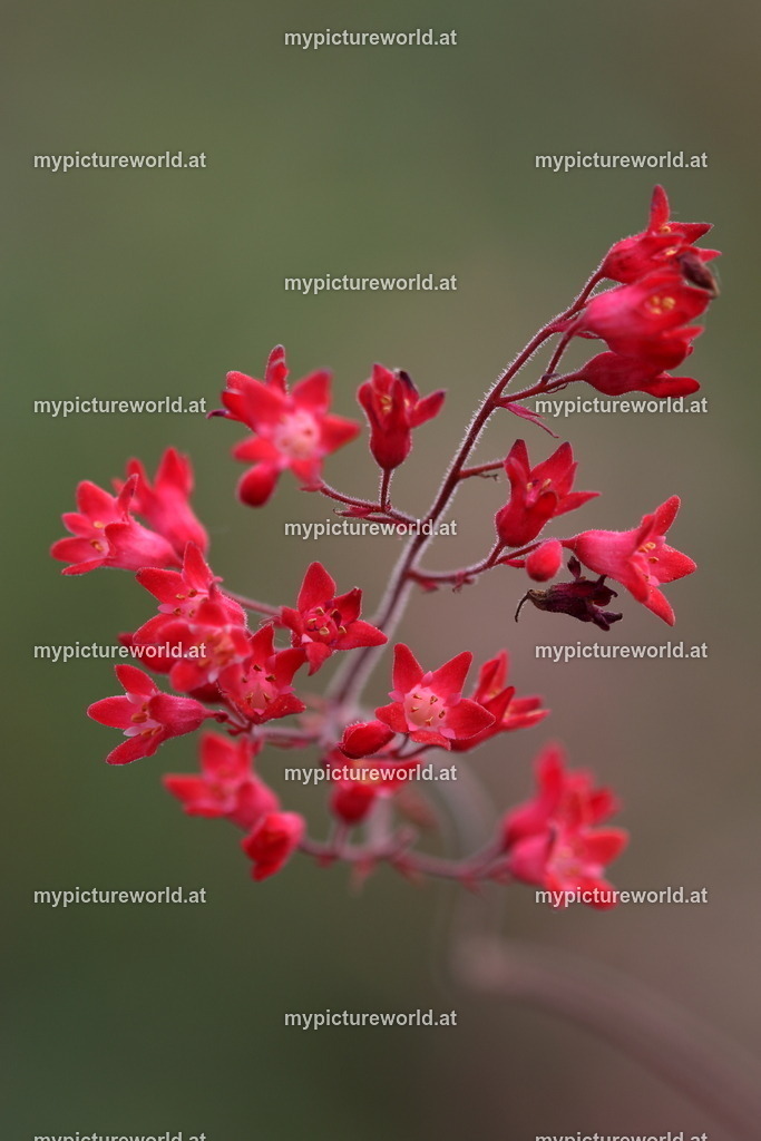 Purpurglöckchen-006 | Das Bilderarchiv über Tiere, Planzen und Landschaften. In der Bilddatenbank finden Sie ein große Auswahl an hochwertigen Bilder für Ihre Werbung - Realized with Pictrs.com