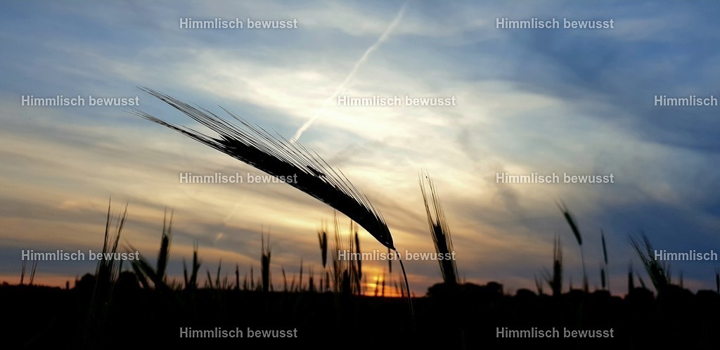 20200602_231228 | Energiebilder der neuen Zeit aus der  Natur,  Tauchen Sie ein in neue Dimensionen, Viola Bous, Dieburg, - Licht_Art-Coaching,  - Realisiert mit Pictrs.com