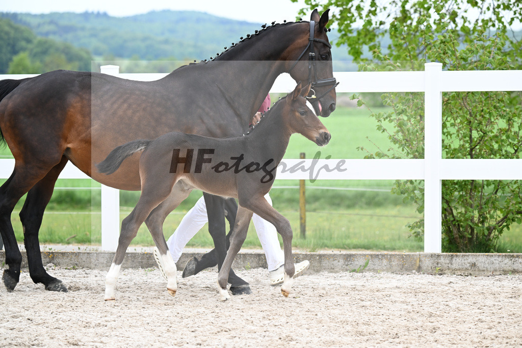 Kat-Nr. 20 SF Stakkato Cornet x Candillo_Haefele_23260787 | hf-fotografie - Realisiert mit Pictrs.com