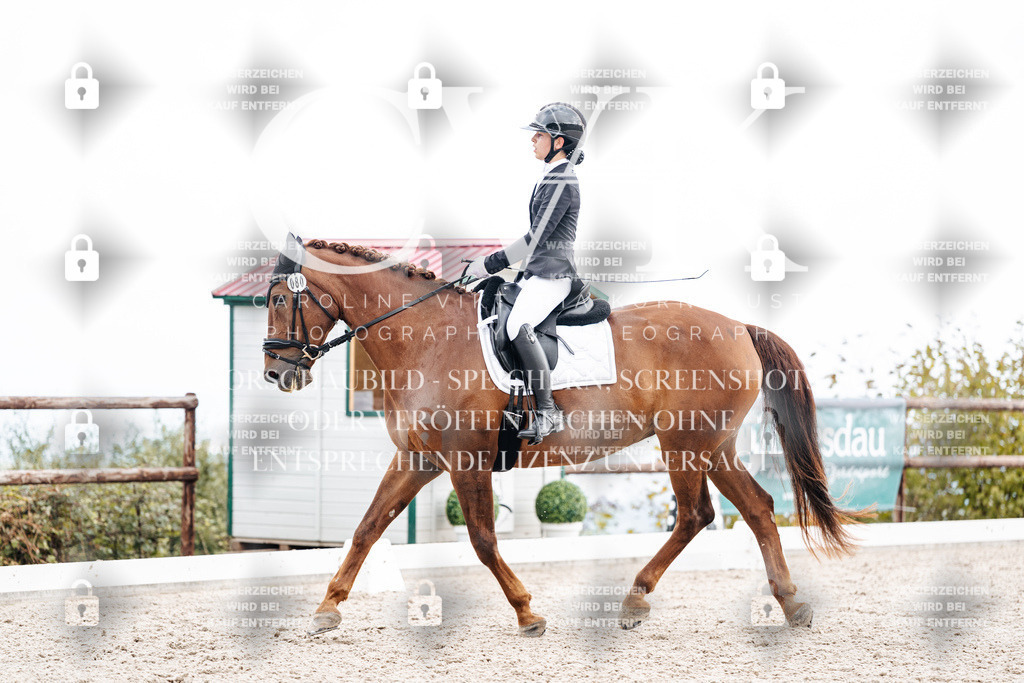 CK900803 | Turnierfotografie Pferdefotografie Trier Rheinland-Pfalz Pferdesport Reitsport Tierfotografie Sportfotografie Pferdevideo Pferdevideografie Equestrianvideography equestrianphotography  - Realisiert mit Pictrs.com