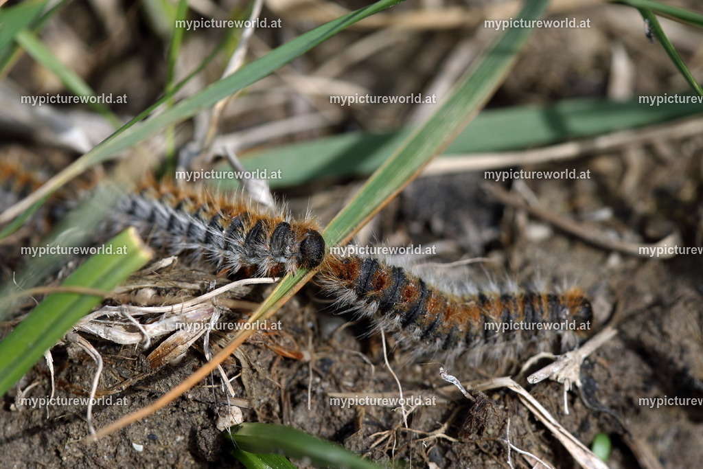 Thaumetopoea pityocampa-003 | Das Bilderarchiv über Tiere, Planzen und Landschaften. In der Bilddatenbank finden Sie ein große Auswahl an hochwertigen Bilder für Ihre Werbung - Realisiert mit Pictrs.com