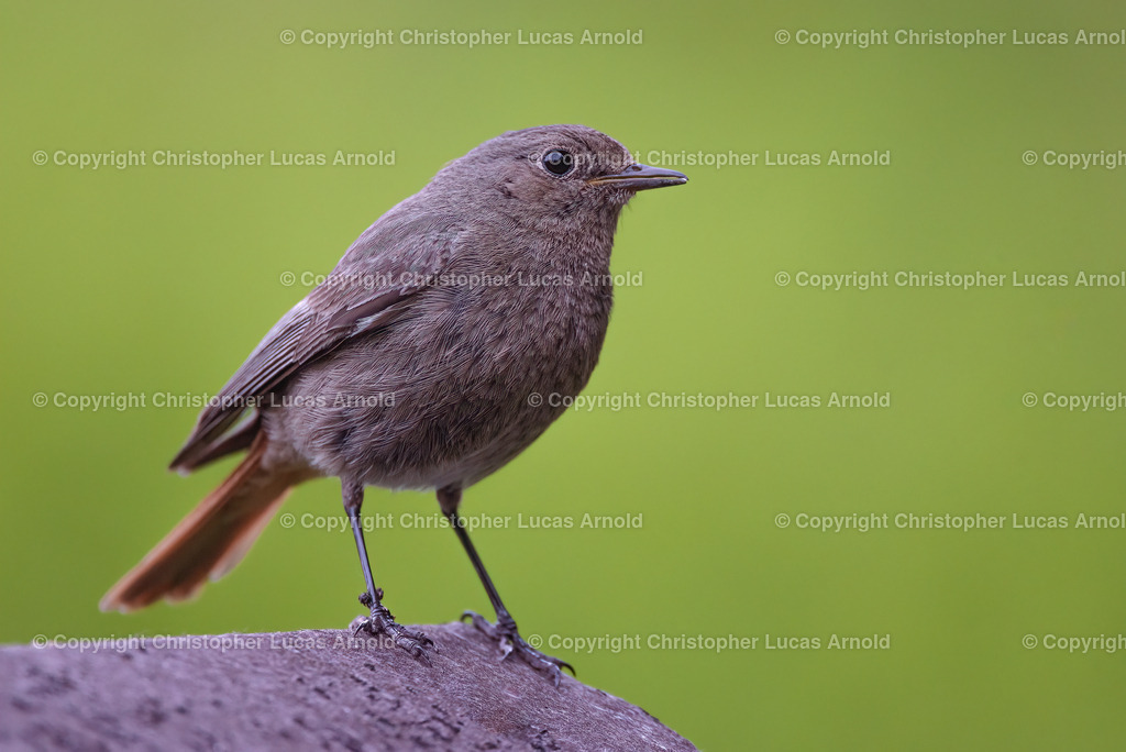 Hausrotschwanz | bildkomponist - Realisiert mit Pictrs.com