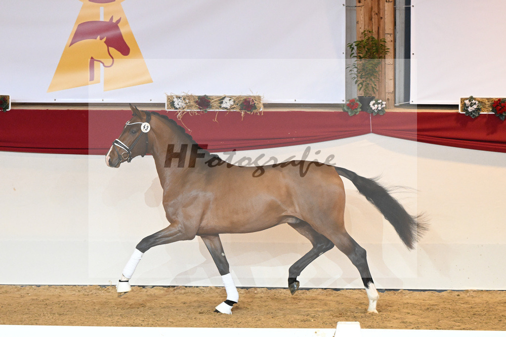 Kat-Nr. 43 Don Schufro_Raumanns_1230238 | hf-fotografie - Realisiert mit Pictrs.com