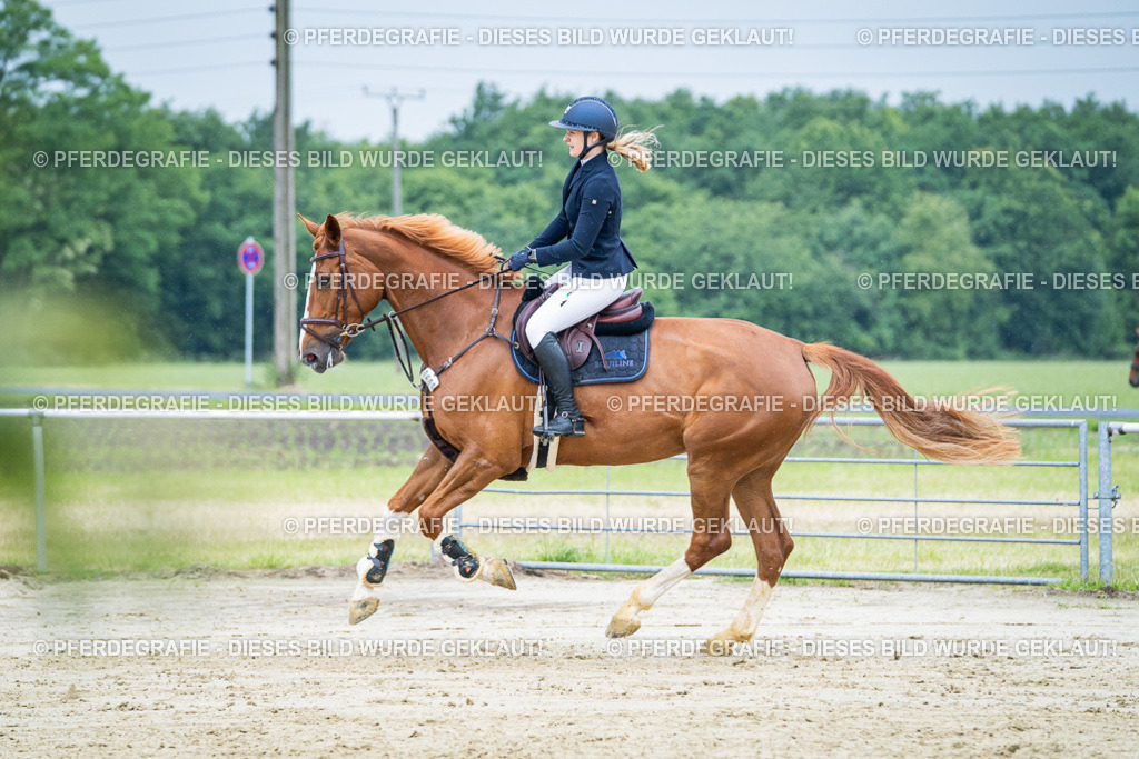 DSC01810 | Pferdegrafie