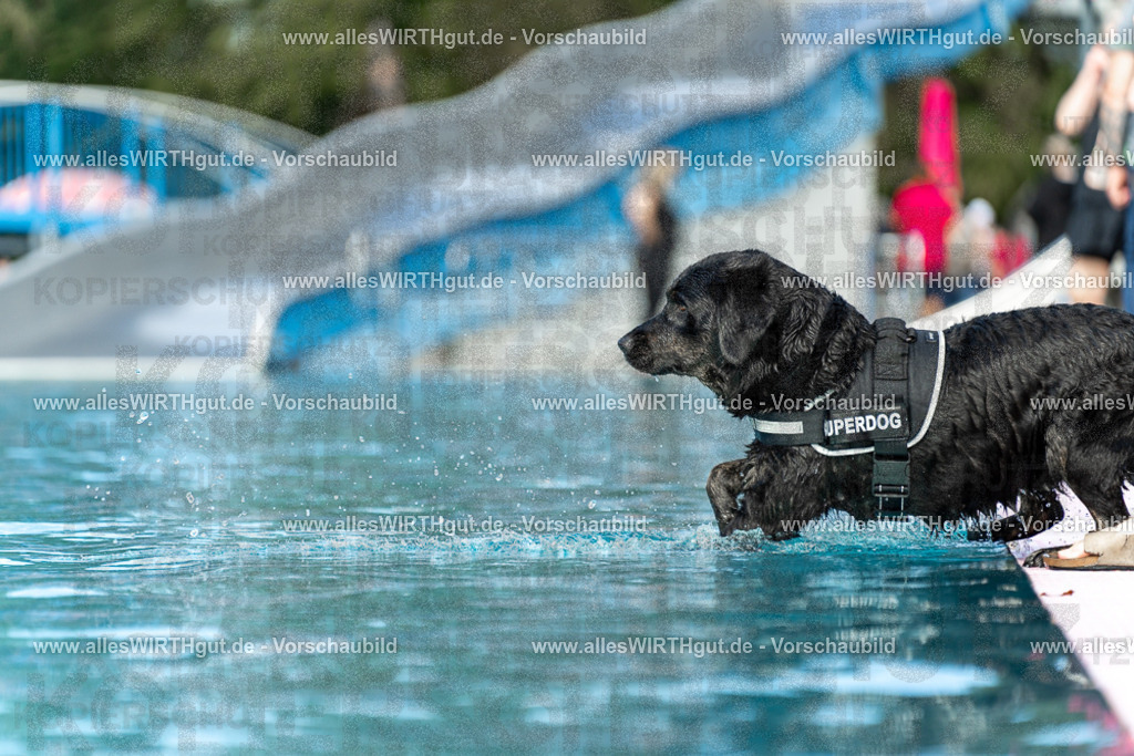 Hundeschwimmen_Volksbad_2026-allesWIRTHgut_Tierfotografie-2609061501-7R501288 | Professionelle Tierfotografie in Mönchengladbach von Daniel Wirth (allesWIRTHgut). Liebevolle & natürliche Bilder von Hunden & Katzen für unvergessliche Erinnerungen.