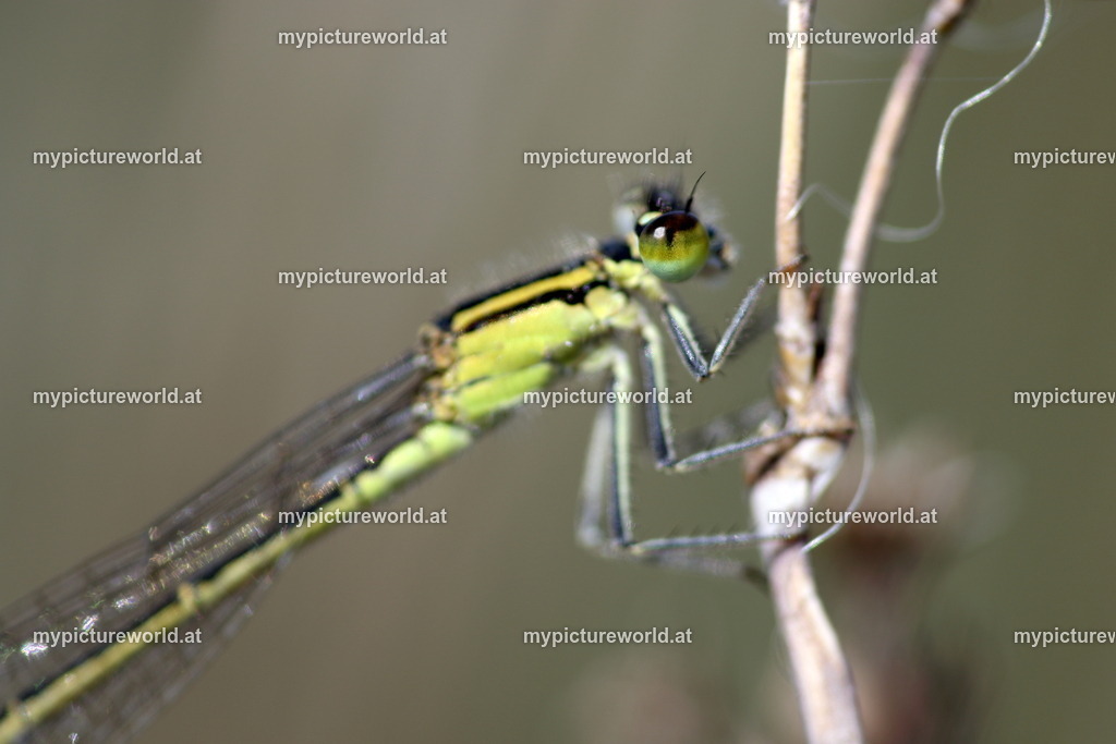 Große Pechlibelle-010 | Das Bilderarchiv über Tiere, Planzen und Landschaften. In der Bilddatenbank finden Sie ein große Auswahl an hochwertigen Bilder für Ihre Werbung - Realisiert mit Pictrs.com