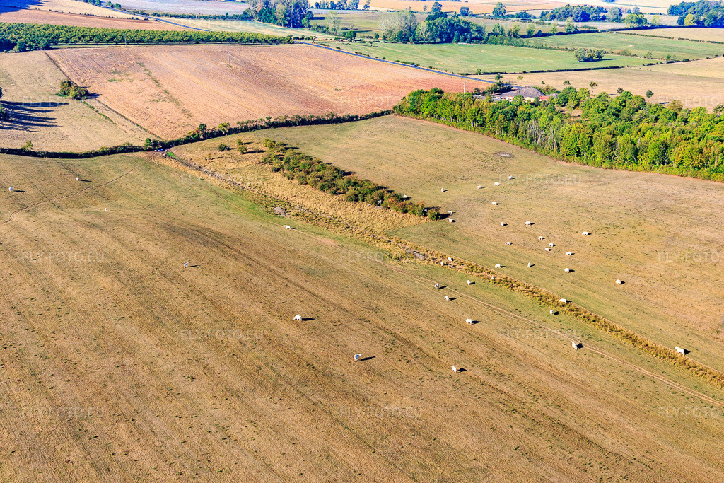 Vue aérienne: Pâturage des bovins Charolais à Vigneulles dans le département Meurthe et Moselle, France – .Photo: IMG_118253.jpg prise le 15/09/2019 par Werner Riehm/FLY-FOTO.eu – Résolution de l'original: 5472 x 3648 px