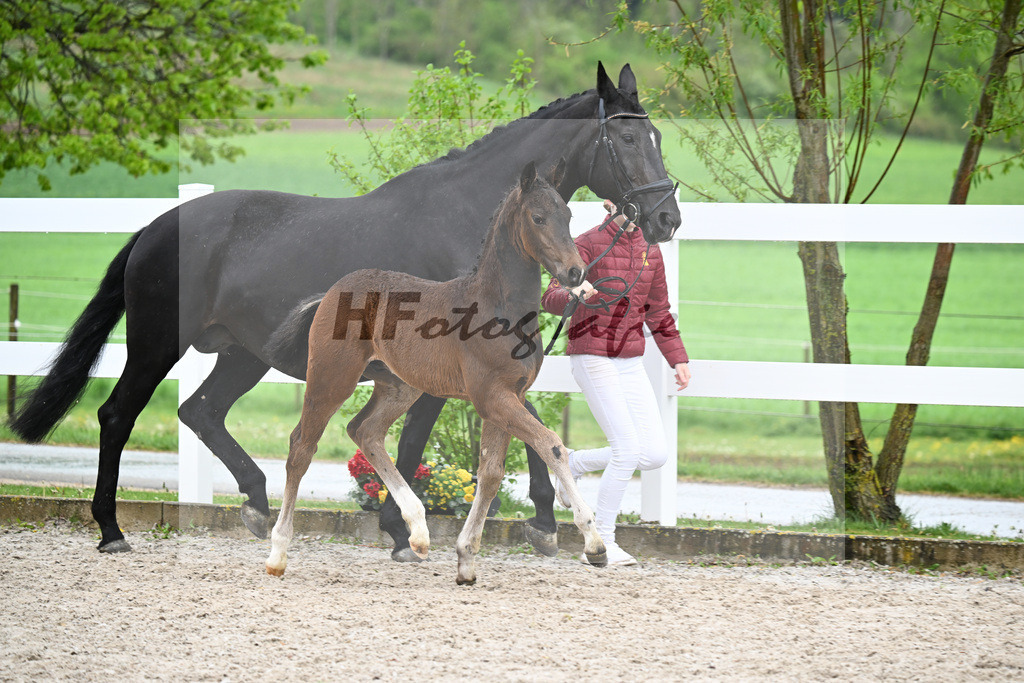 Kat-Nr. 42 HF Extreme U.S. x Jazzman_KFL Sporthorses_23261451 | hf-fotografie - Realisiert mit Pictrs.com
